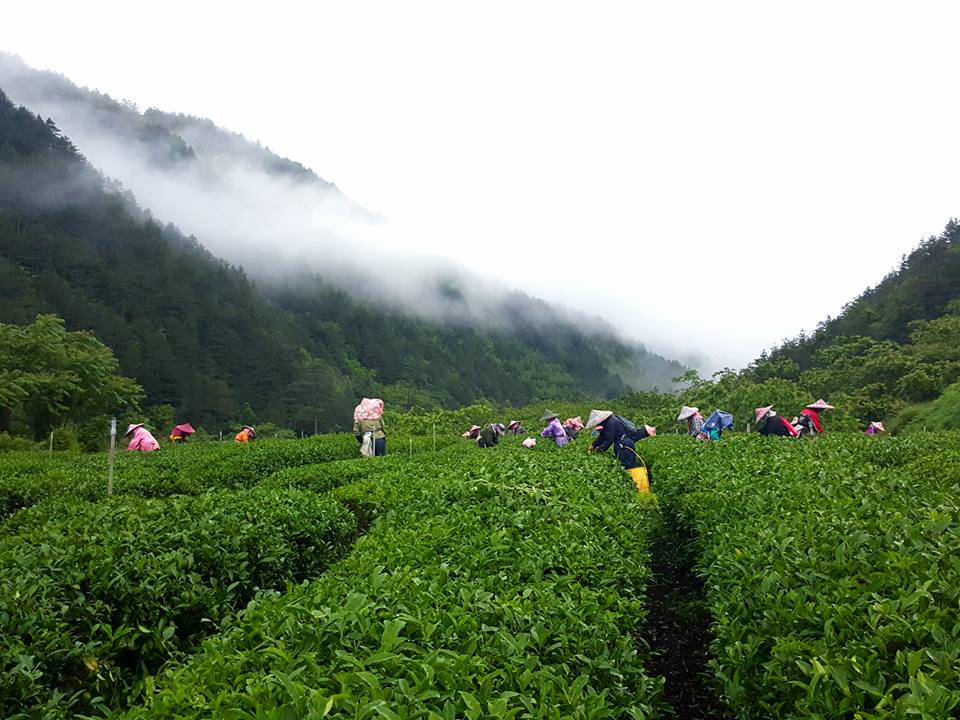 茶行創業, 茶行經營