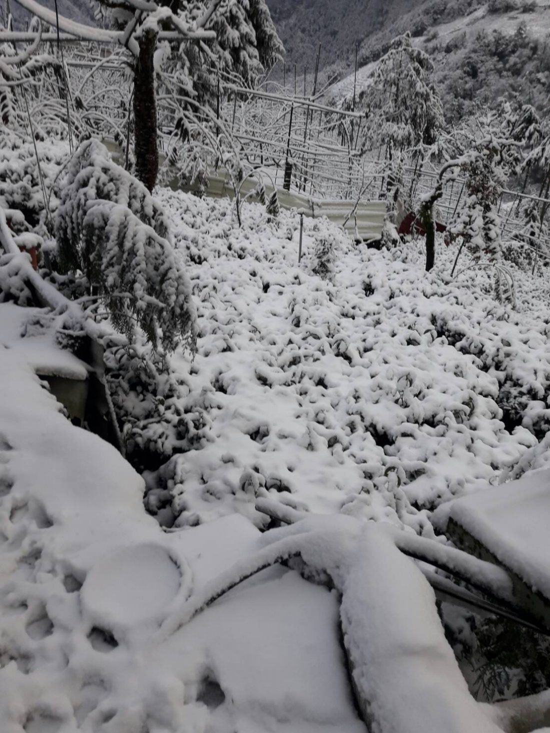 大禹嶺100K茶園雪景